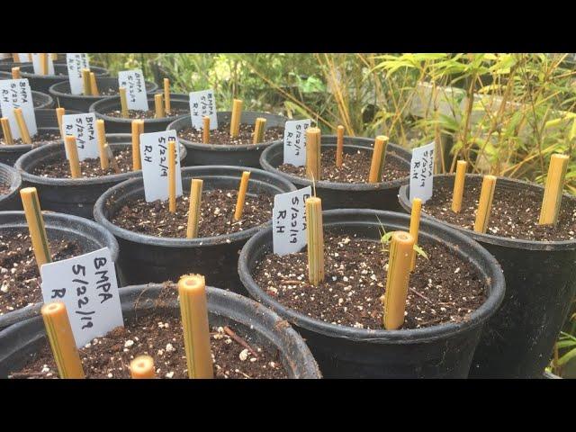 Propagating Bamboo Using Cane Cuts