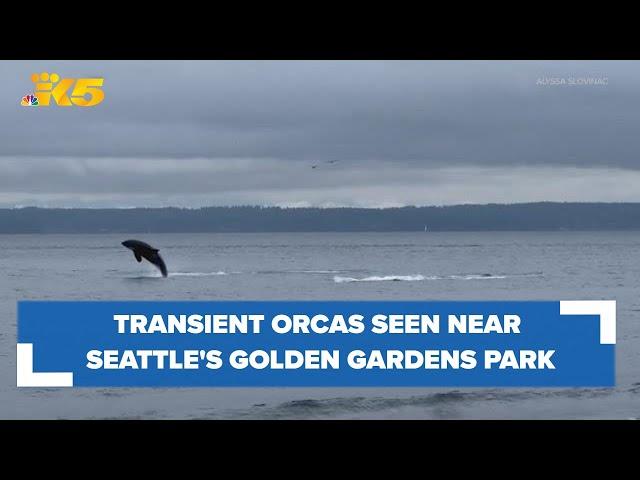 Transient orcas caught on video jumping out of the water by Seattle's Golden Gardens park