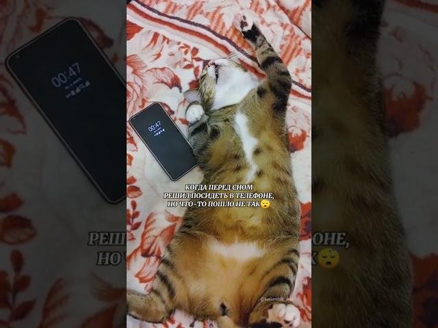 СОННЫЙ КОТЯМБИК #коты #cats #животные #котики #shorts