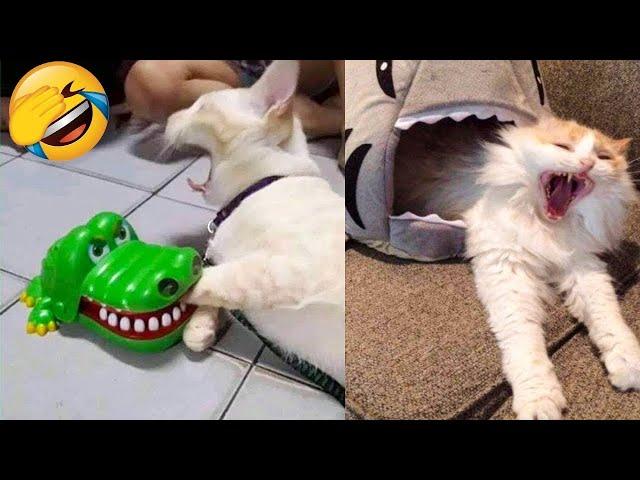 Funniest Cats Videos That Will Make You Laugh  Best Funny Cats Videos Of 2023 