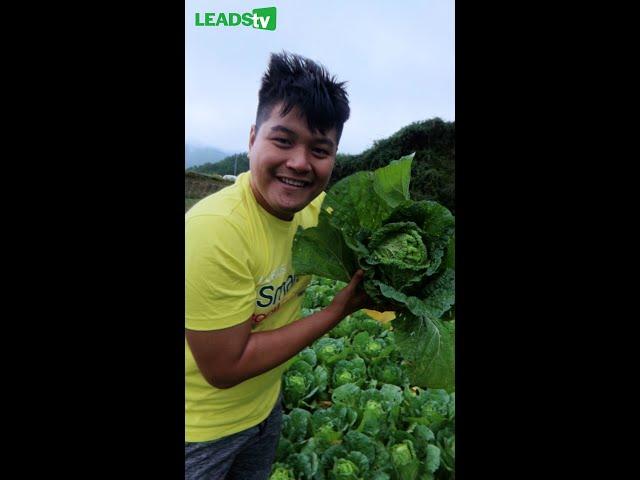 Huge Chinese Cabbage!