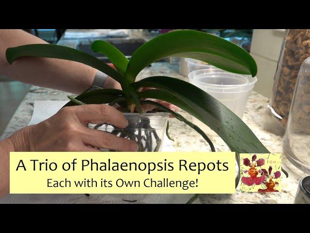 Trio of Phalaenopsis Repots | Orchid Repotting, Each Orchid Plant with Its Own Challenges!