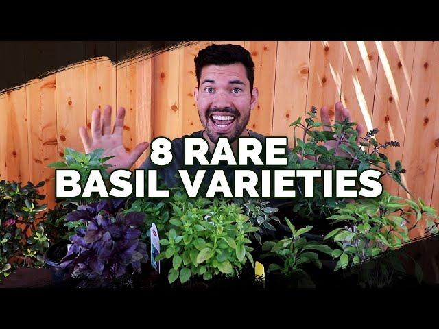 8 Basil Varieties You Might Not Know About...