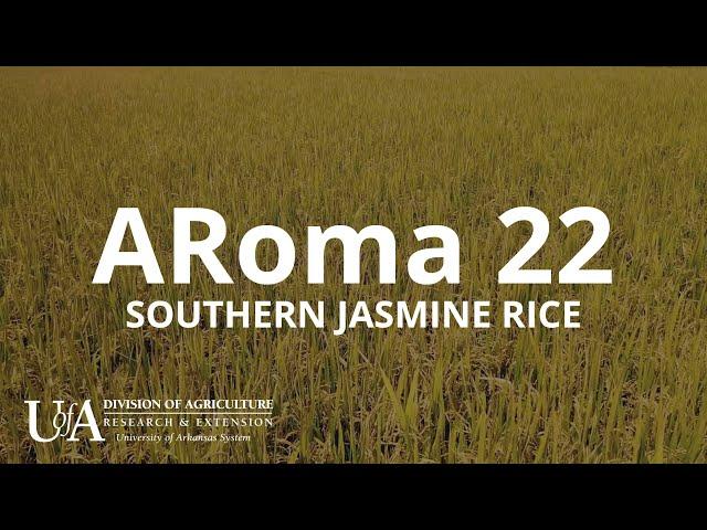 ARoma 22 Jasmine-Type Aromatic Rice | Arkansas Rice Breeding