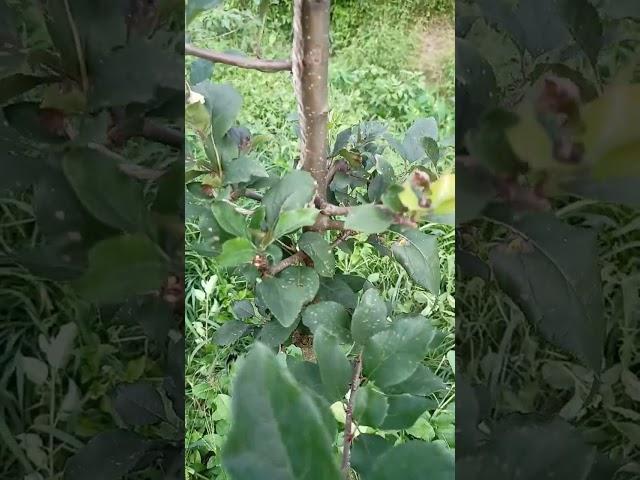 UHDP (Ultra High Density Plantation) on Apple. Working on Techniques of Prem Chauhan Shentoo(APS)