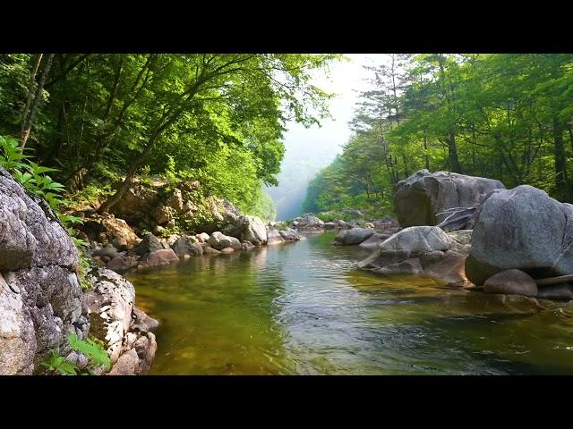 Relaxing Forest Stream and Birdsong - Heal Stress, Anxiety and Depression, Heal your Mind