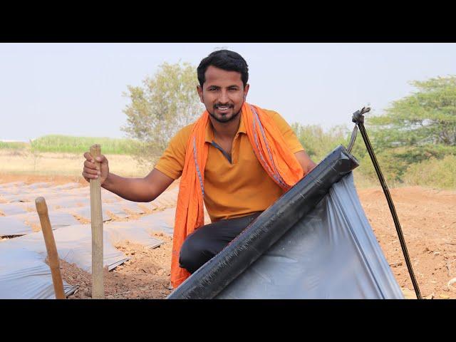 Mulching Paper की गलत फ़ैमिया️Indian Farmer Live