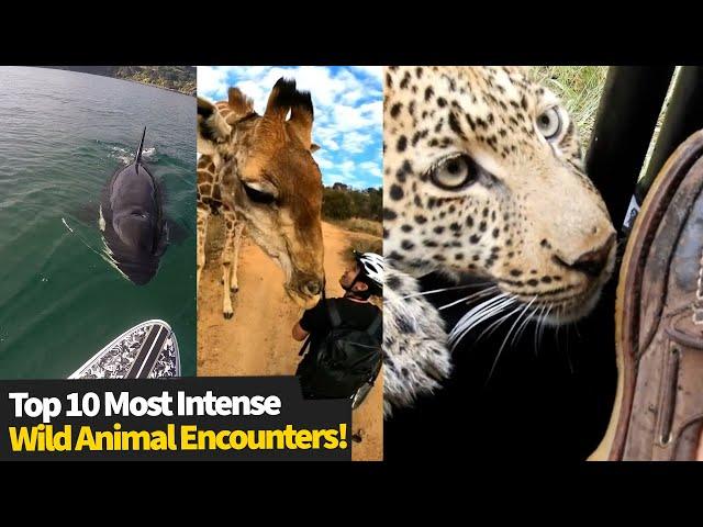 Top 10 Most Intense Wild Animal Encounters