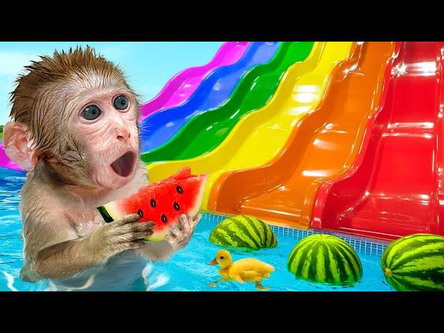 KiKi Monkey play Rainbow Water Slides at Watermelon Swimming Pool with Ducklings | KUDO ANIMAL KIKI