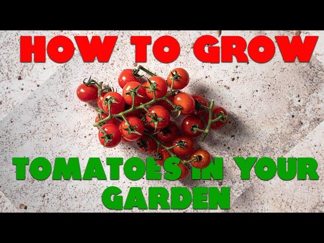 How to Grow Tomatoes in your Garden - The Secret to Growing Healthy Tomatoes