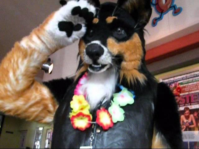 Dogbomb Politics