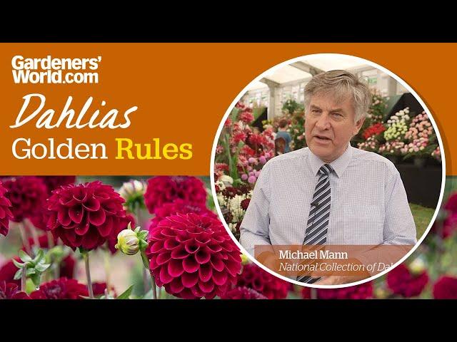 Caring for dahlias - Golden Rules