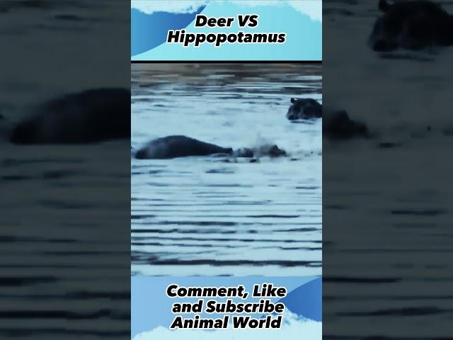 Deer VS Hippopotamus ,#animalworld, #shorts, #yearofyou