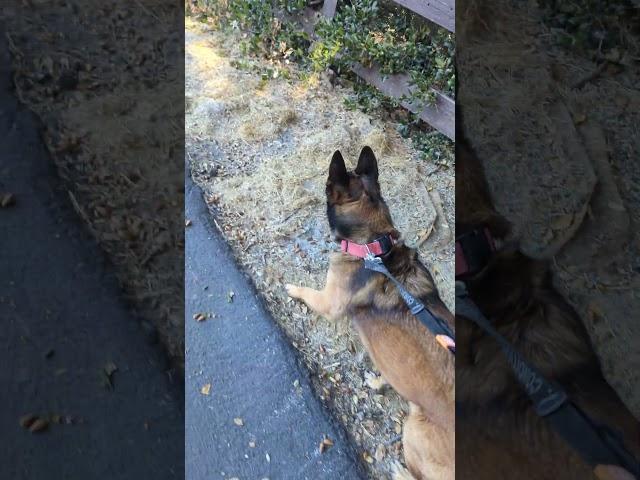 Almost got him. #squirrel #belusky #belgianmalinois #husky #dog #pets #animals #puppy #doglover