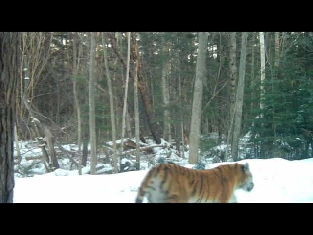 Wonderful siberian tigress