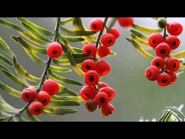 GLOBALink | China's Qinling Mountains a haven for biodiversity