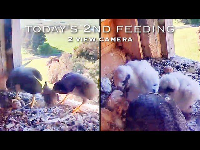 #152Falcon Nest ／Box Camera - FalconCam Project LIVE