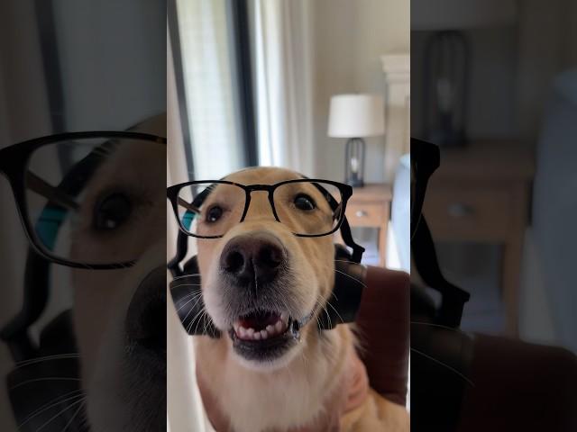 Work from home be like...