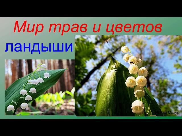 Мир трав и цветов. Ландыши.  lily of the valley