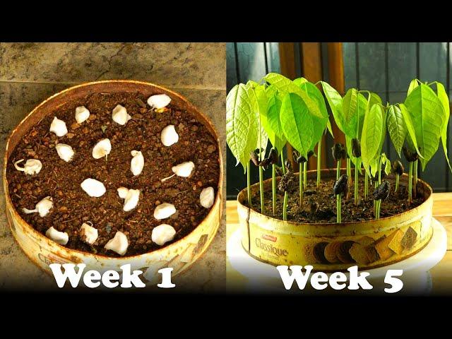 How To Grow Cocoa  From Seeds