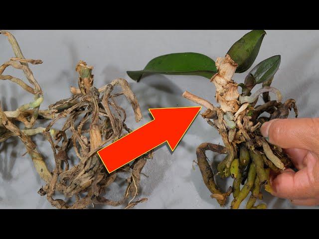 You'll Never Throw Away Dead Orchids After Watching This!