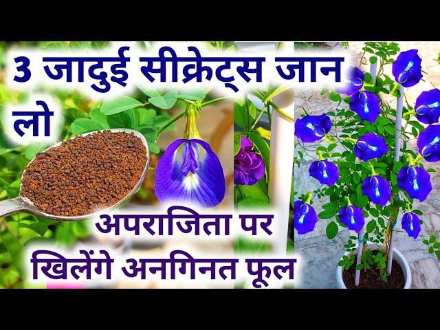 अपराजिता पर खिलेंगे अनगिनत फूल.Aparajita plant care.  Aparajita flower.Apatajita plant.Aprajita.