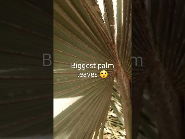 12 feet palm leaf #shocking #fun #shorts #viral #views #trip #nature #enjoy #wow #palm #status