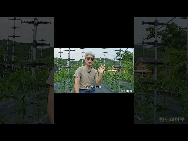 [2부] 고추의 곁순 제거의 정석! 고추재배 초보를 위한 농사 용어 정리  ️️️   #텃밭농사 #고추 #곁순제거 #고추농사 #고추재배