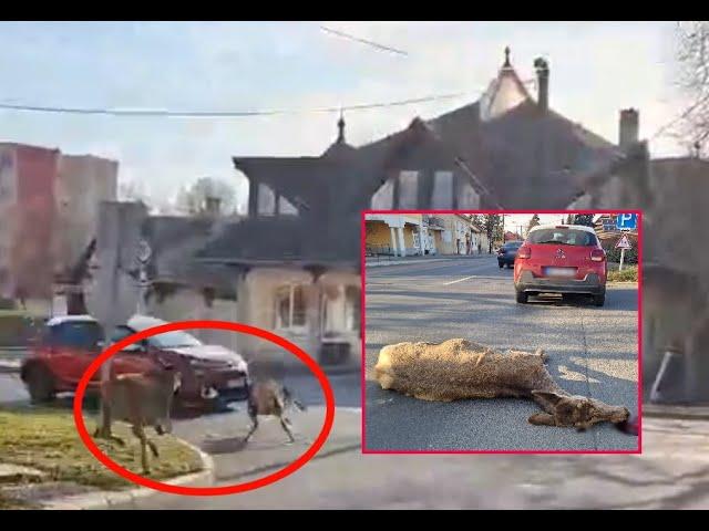 Kamera előtt rohant autó oldalának egy szarvas Szombathelyen - a társa átnyargalt a városon