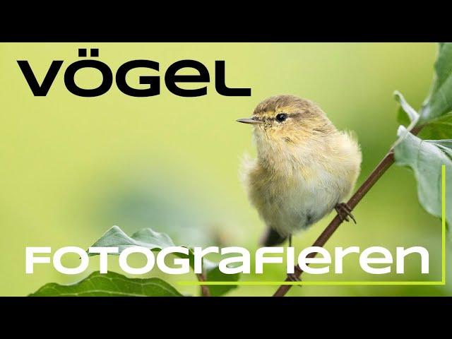 Vögel fotografieren - Tutorial für den Zilpzalp - Naturfotografie lernen