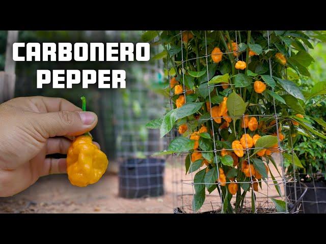 Carbonero Pepper from Tony Sherwood