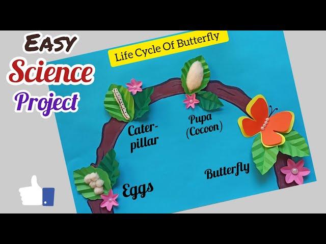 Life Cycle Of Butterfly Project/ Science Project Easy / Life Cycle Of Butterfly Science TLM Model