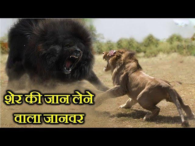 10 ऐसे जानवर जो शेर की जान ले सकते हैं . 10 ANIMALS THAT CAN KILL A LION .