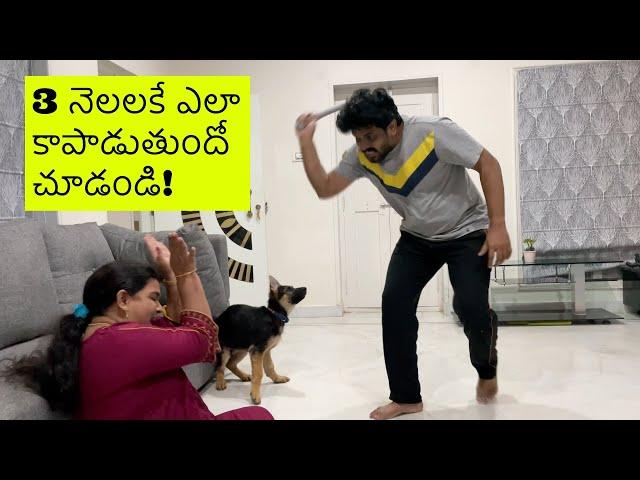 German Shepherd Puppy Rocky Protecting Family ll in Telugu ll