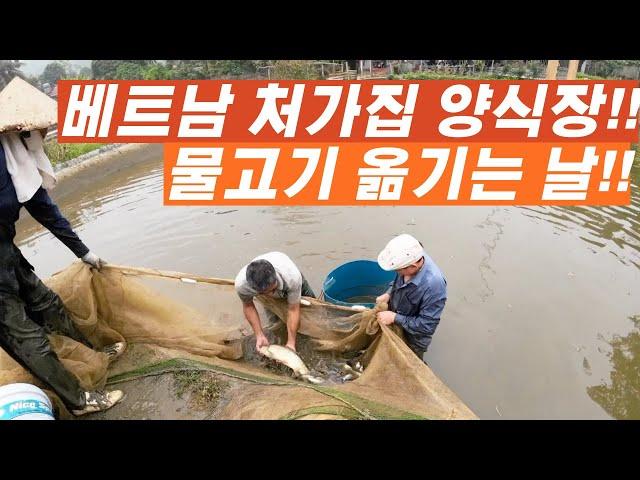 베트남 처가집 양식장 물고기 옮기는 날!