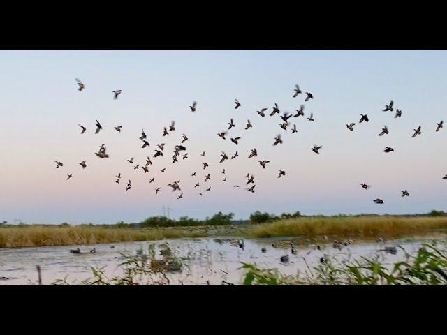 Missouri Teal Season 2021: Habitat Flats