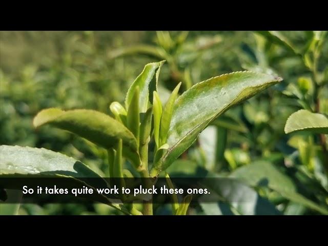 Anji Bai Cha Tea Garden Tour | Green Tea | ZhenTea Tea Travel