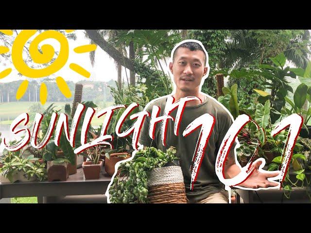 All you need to know about sunlight for houseplants (with helpful visuals)