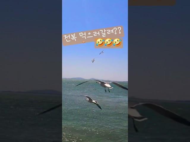 전복먹으러갈래??!#활기넘치는날#되세요###Beautiful sea and seagulls #Youngtak #I want to go see the sea