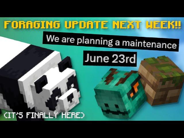 Foraging Update Next Week! (Hypixel Skyblock News!)