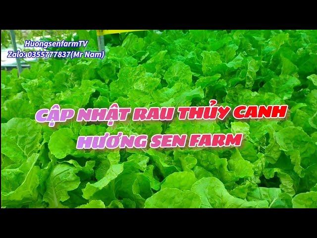 Cập nhật rau thủy canh Hương Sen Farm