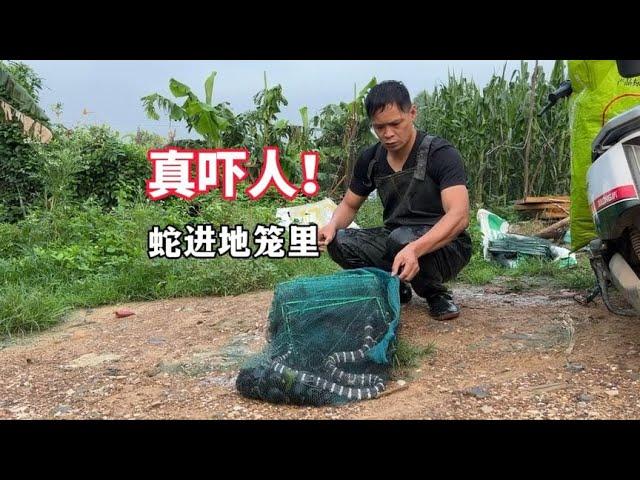 The young man found that there was movement in the fish cage  and a silver ring snake was swimming