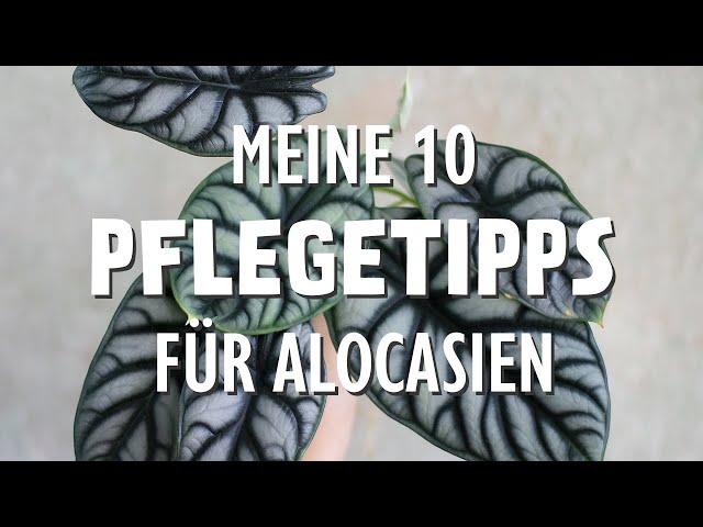 Kennst du diese top 10 Pflegetipps für deine Alocasia?