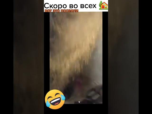 Як треба засівати, скоро..