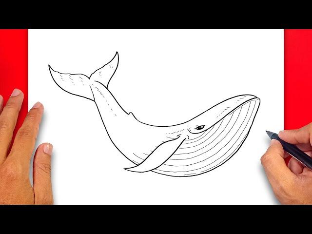 How to draw Whale - Easy Drawing Whale