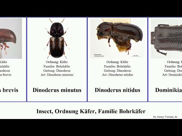 Insect, Ordnung Käfer, Familie Bohrkäfer lichenophanes dinoderus brevis japonicus minutus linearis