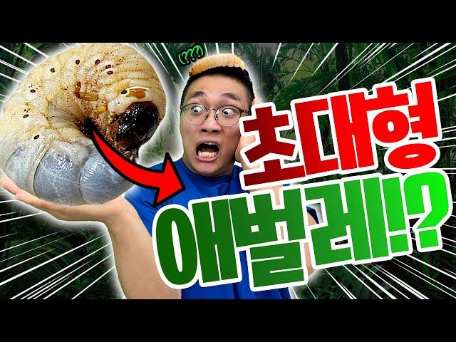 동욱이형이 초대형 애벌레를 키우려고 합니다.. 제발 그만둬!!!