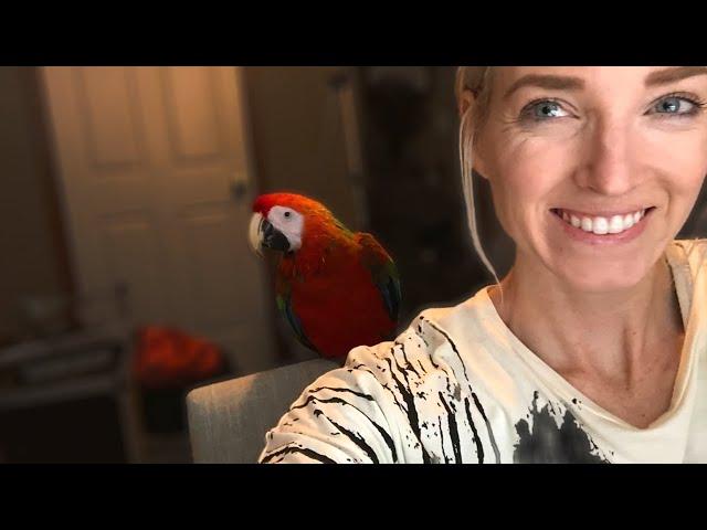 Bringing Home a New Bird | What Day One With a New Bird Looks Like!!!