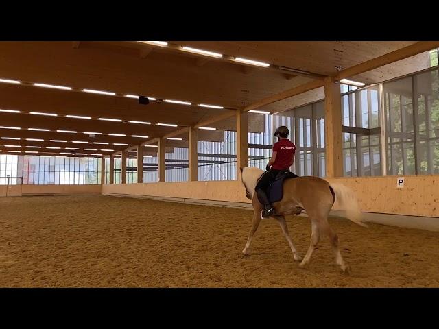 VERKAUFT | SOLD - Nikora | Wallach | 15 Jahre | Dressur, Springreiten und Fahrsport