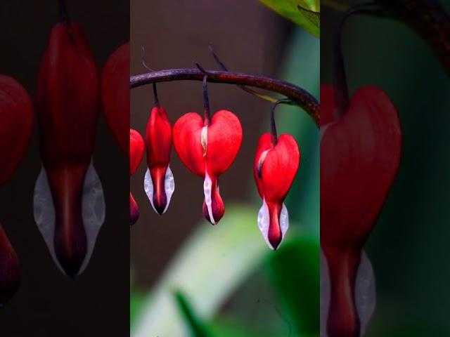 blooding heart flower in the world #factsinhindi #amazingfacts #flowers